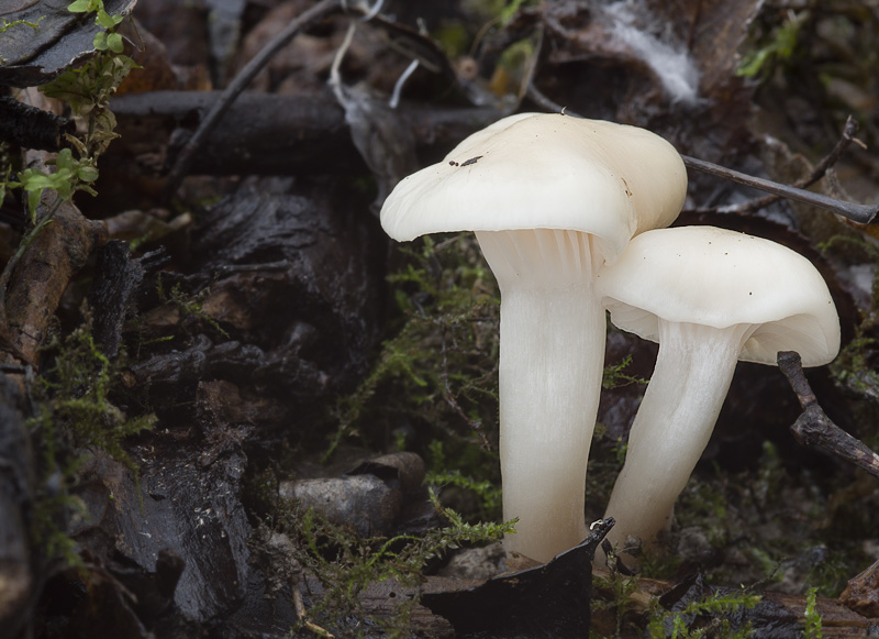 Hygrocybe virginea